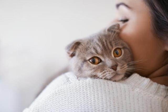 10 raisons d'adopter un chat